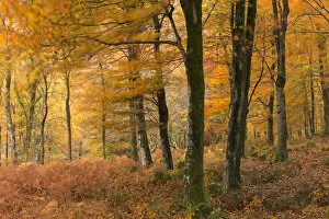 Images Dated 6th January 2015: Autumn colours in Barton Wood, Exmoor National Park, Somerset, England. Autumn (November)