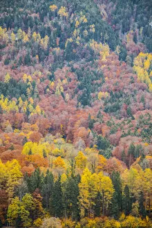 Autumn colours, Berner Oberland, Switzerland