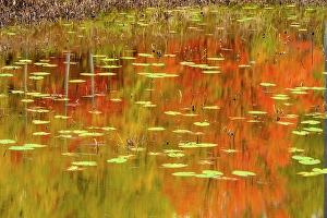 Ponds Prints: Autumn colours reflected in a beaver pond, Greater Sudbury, Ontario, Canada