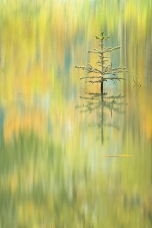 Clearwater County Prints: Autumn colours reflected in the lake, Abraham Lake, Clearwater County, Alberta, Canada