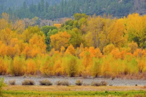 Riverbanks Prints: Autumn cottonwoods along the Yellowstone River, Park City near Billings, Montana, USA