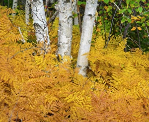 Ferns Prints: Autumn ferns and birch tree trunks, Greater Sudbury, Ontario, Canada