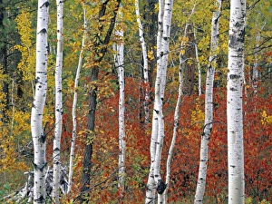 South Dakota Prints: Autumn Foliage