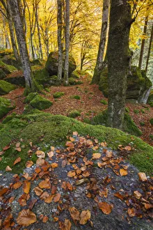 Beech Trees Prints: Autumn foliage at Bagni di Masino, Val Masino, Sondrio province, Valtellina, Lombardy