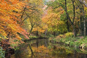 Autumn foliage along the banks of the River Teign at Fingle Bridge, Dartmoor National