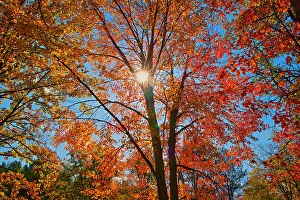 Autumn foliage Chutes Provincial Park, Ontario, Canada