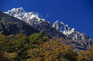 Northern Patagonia Gallery: Autumn foliage in front of the corniced summit of Paine Grande