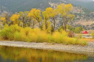 Riverbanks Prints: Autumn foliage on cottonwoods along the Yellowstone River