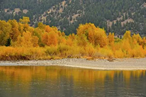 Riverbanks Prints: Autumn foliage on cottonwoods along the Yellowstone River