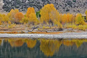 Riverbanks Prints: Autumn foliage on cottonwoods along the Yellowstone River, near Livingston, Montana, USA