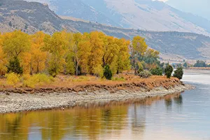 Riverbanks Prints: Autumn foliage on cottonwoods along the Yellowstone River, near Livingston, Montana, USA