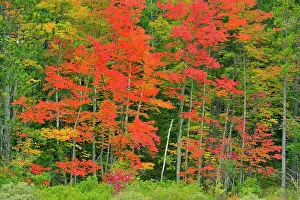 Mixed Forest Prints: Autumn foliage at the edge of a creek