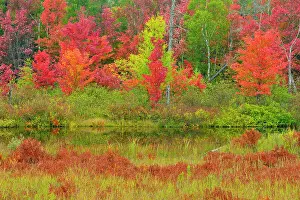 Shrubs Prints: Autumn foliage at the edge of a creek