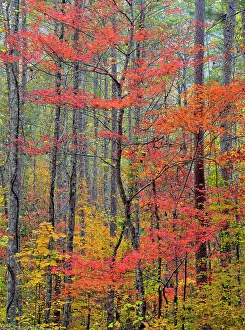 Branches Prints: Autumn foliage along the Foothills Parkway, Great Smoky Mountains NP, Tennessee, USA