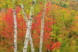 Forests Prints: Autumn foliage, Gorham, New Hampshire, USA