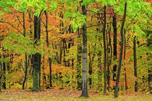 Maples Prints: Autumn foliage, Gorham, New Hampshire, USA