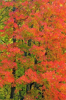 Habitats Prints: Autumn foliage in the hardwood forest near Sugarlands