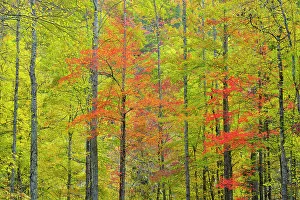 Branches Prints: Autumn foliage in a hardwood woodland, Great Smoky Mountains NP, Tennessee, USA