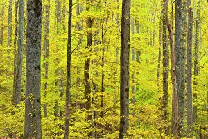 Branches Prints: Autumn foliage along the Laurel Creek Road, Great Smoky Mountains NP, Tennessee, USA