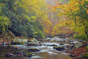 Runoff Prints: Autumn foliage overhanging the Little River, Great Smoky Mountains NP, Tennessee, USA