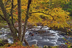 Fresh Water Prints: Autumn foliage overhanging the Little River, Great Smoky Mountains NP, Tennessee, USA