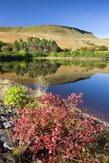 Powys Prints: Autumn foliage on the shores of the Lower Neuadd Reservoir