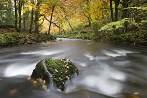 Autumn foliage surrounds the River Teign near Fingle Bridge, Dartmoor National Park