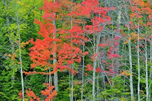Mixed Forest Prints: Autumn foliage in a wetland, Au Train, Michigan, USA