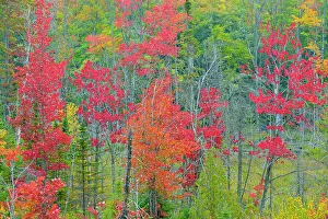 Mixed Forest Prints: Autumn foliage in a wetland, Au Train, Michigan, USA