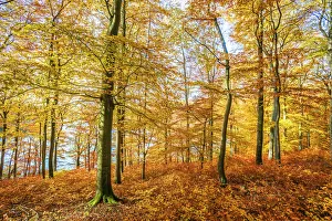 Ochre Prints: Autumn forest at Holzmaar maar lake, Gillenfeld, Eifel, Rhineland-Palatinate, Germany
