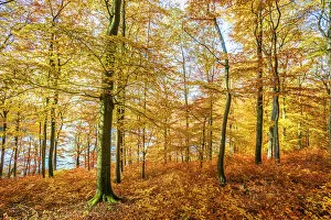 Images Dated 27th November 2018: Autumn forest at Holzmaar maar lake, Gillenfeld, Eifel, Rhineland-Palatinate, Germany