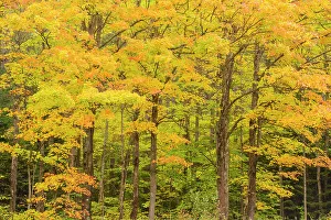 Maples Prints: Autumn forest, Hulbert's Corner, Michigan, USA