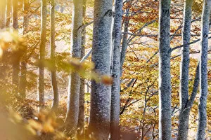 Leaves Gallery: Autumn forest in Lago Santo Modenese, Modena, Emilia Romagna, Italy