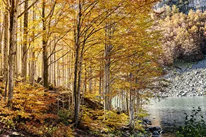 Images Dated 30th March 2021: Autumn forest in Lago Santo Modenese, Modena, Emilia Romagna, Italy
