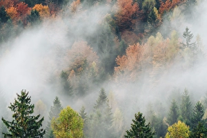 Solvenia Prints: Autumn forest, morning fog. Slovenia, Europe