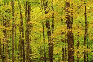 Maples Prints: Autumn forest, Waterville Valley, New Hampshire, USA