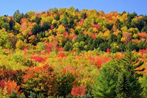 Autumn forest, White Mountain National Forest, New Hampshire, USA
