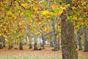 Images Dated 23rd December 2009: Autumn in Green Park, London, England