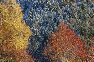 Orobie Prints: In autumn the landscape is transformed in a vibrant palette of contrasting colors