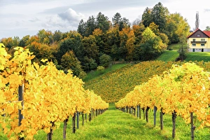 Vine Prints: Autumn landscape and vineyards in Spicnik, Slovenia