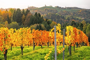 Grape Prints: Autumn landscape and vineyards in Spicnik, Slovenia