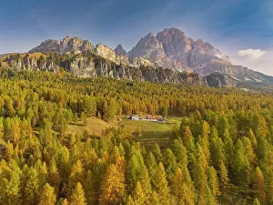 Cristallo Prints: Autumn Larch Forest with Cristallo Mountains