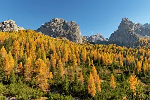 Larches Prints: Autumn Larches Below the Cadini Group, Dolomites, Veneto Province, Italy