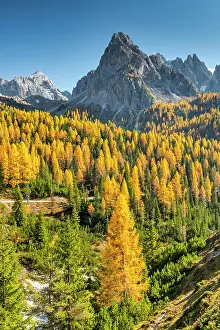 Larches Prints: Autumn Larches Below the Cadini Group, Dolomites, Veneto Province, Italy