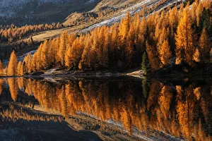 Larix Prints: Autumn larches of the Federa lake at sunrise, Dolomites, Italy