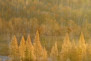 Woodlands Prints: Autumn larches in the morning mist and frost, Greater Sudbury, Ontario, Canada