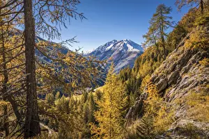 Sunny Prints: Autumn larches and snow-covered mountain peaks in the Kalser valley