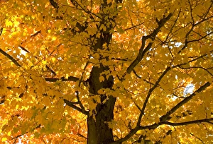 Demetrio Carrasco Gallery: Autumn Leaves