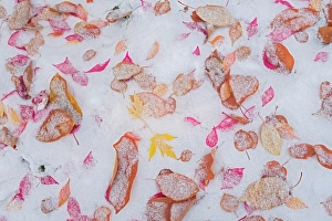 Winnipeg Prints: Autumn leaves covered in first snow. Backyard.. Winnipeg, Manitoba, Canada