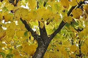 Images Dated 5th January 2015: Autumn leaves. Lime tree in the Arrabida Natural Park, Portugal